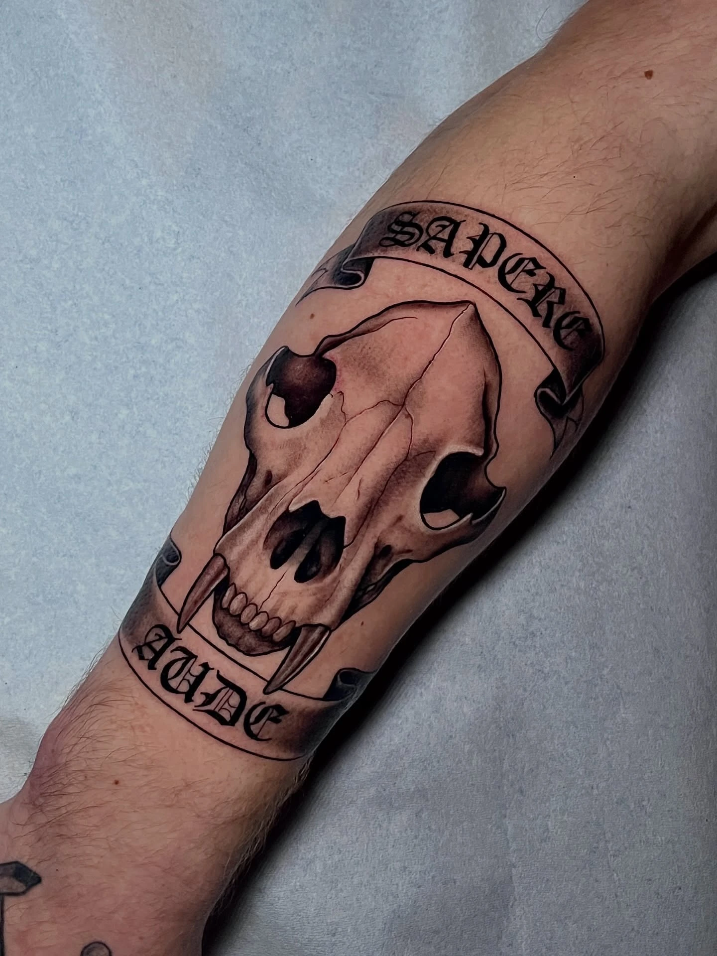 Bear/wolf skull with 'Sapere Aude' blackletter banners